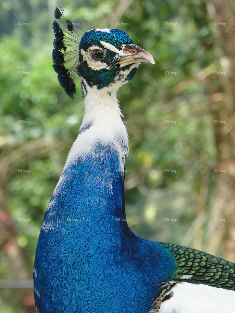 Peacock