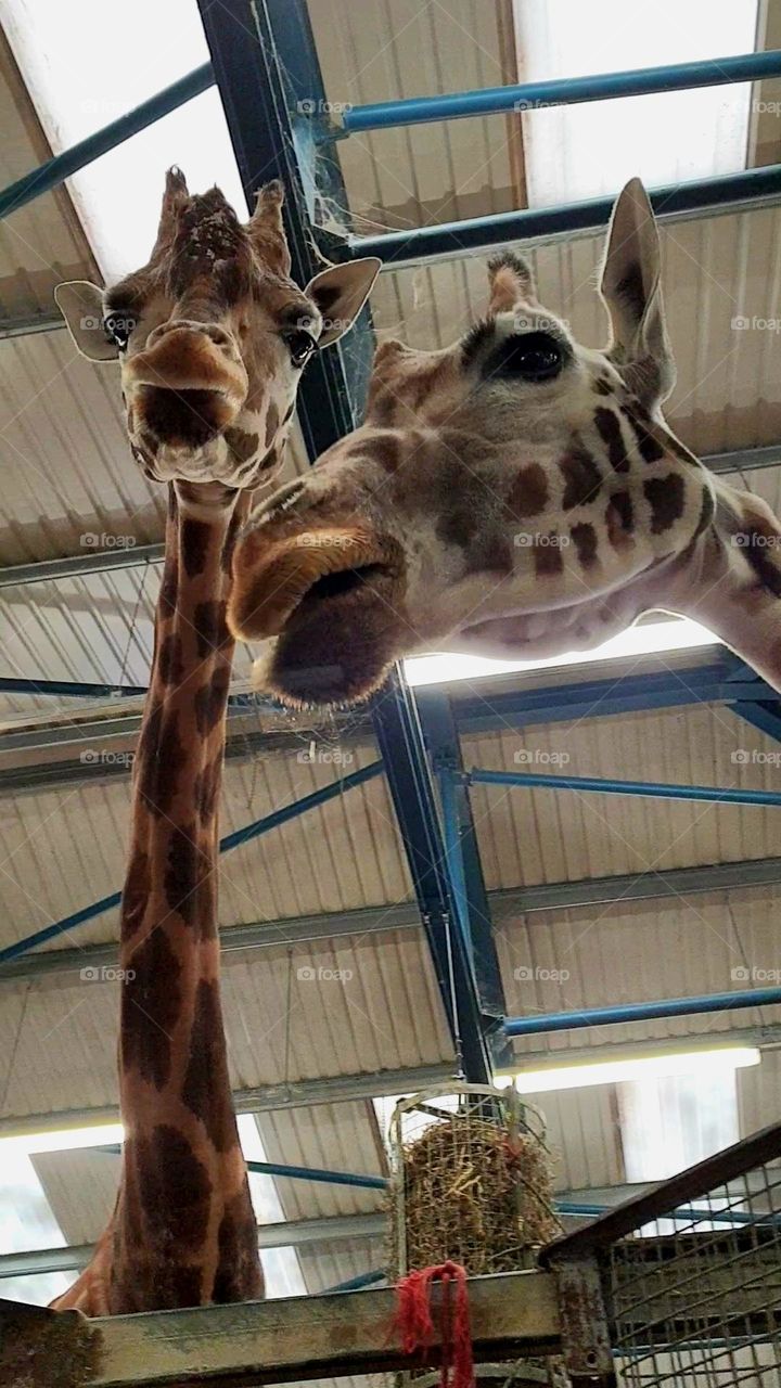 the gang is back in town