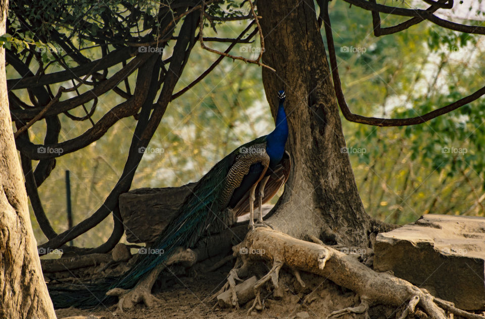 Peacock