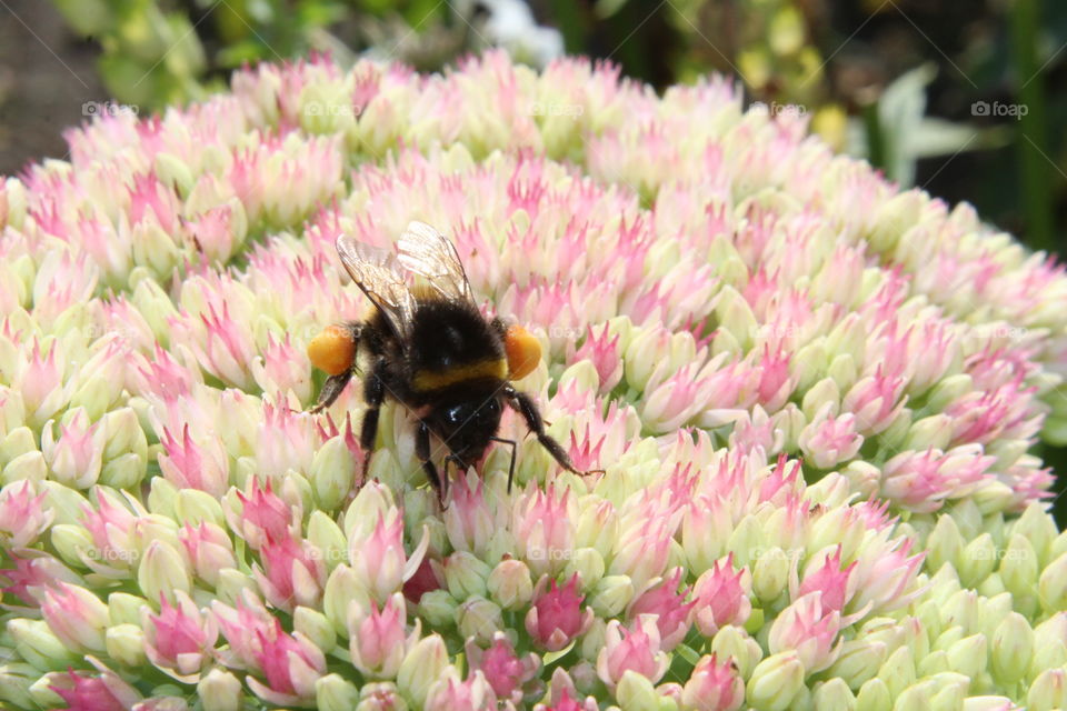 bumblebee full with honey