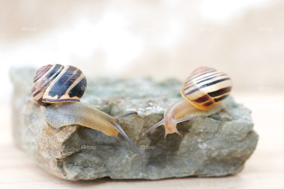 Close-up of snails on rock