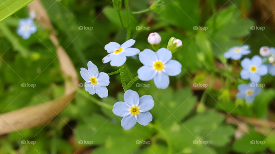 small blue flower things