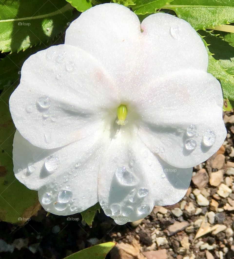 Dewy white flower