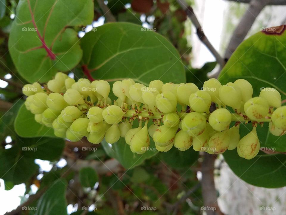 Fruit