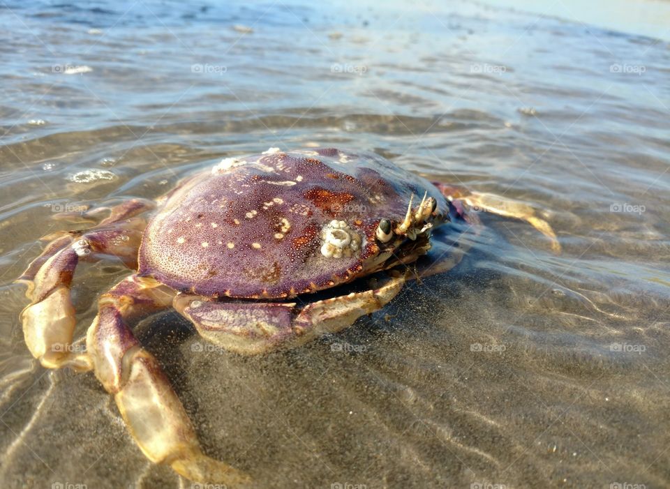 crab on an Oregon beach