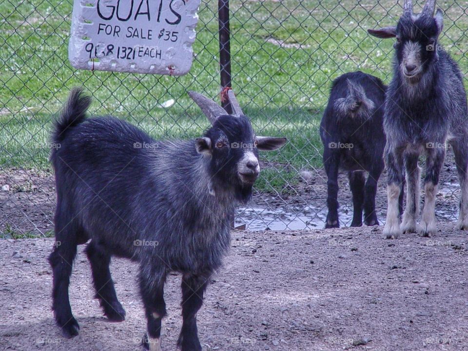 Goats for sale