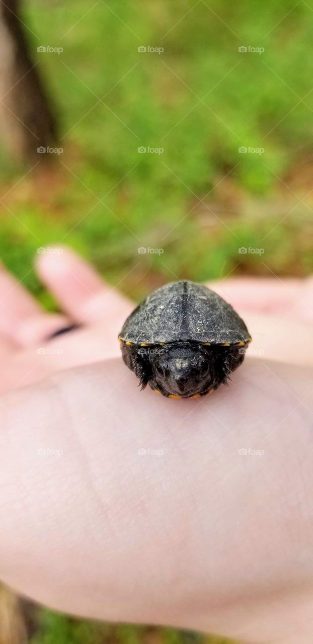 turtle
