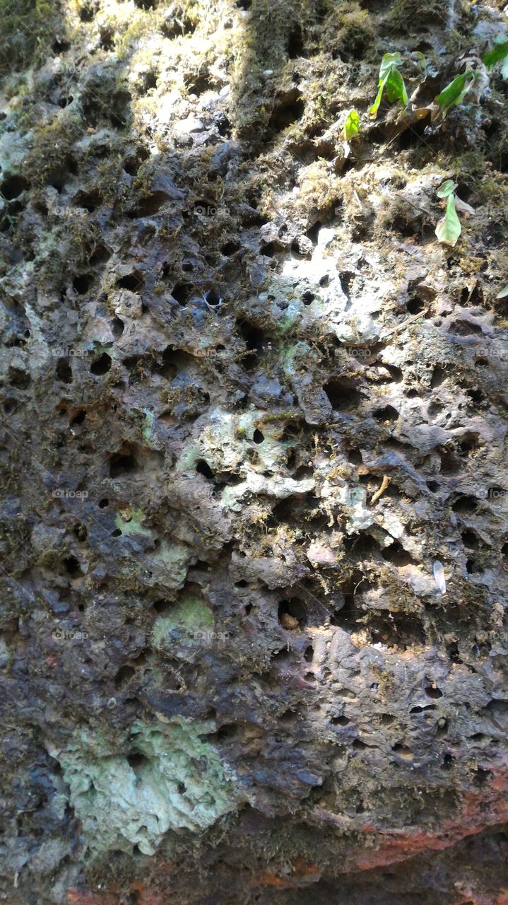 Sea stone with holes on it