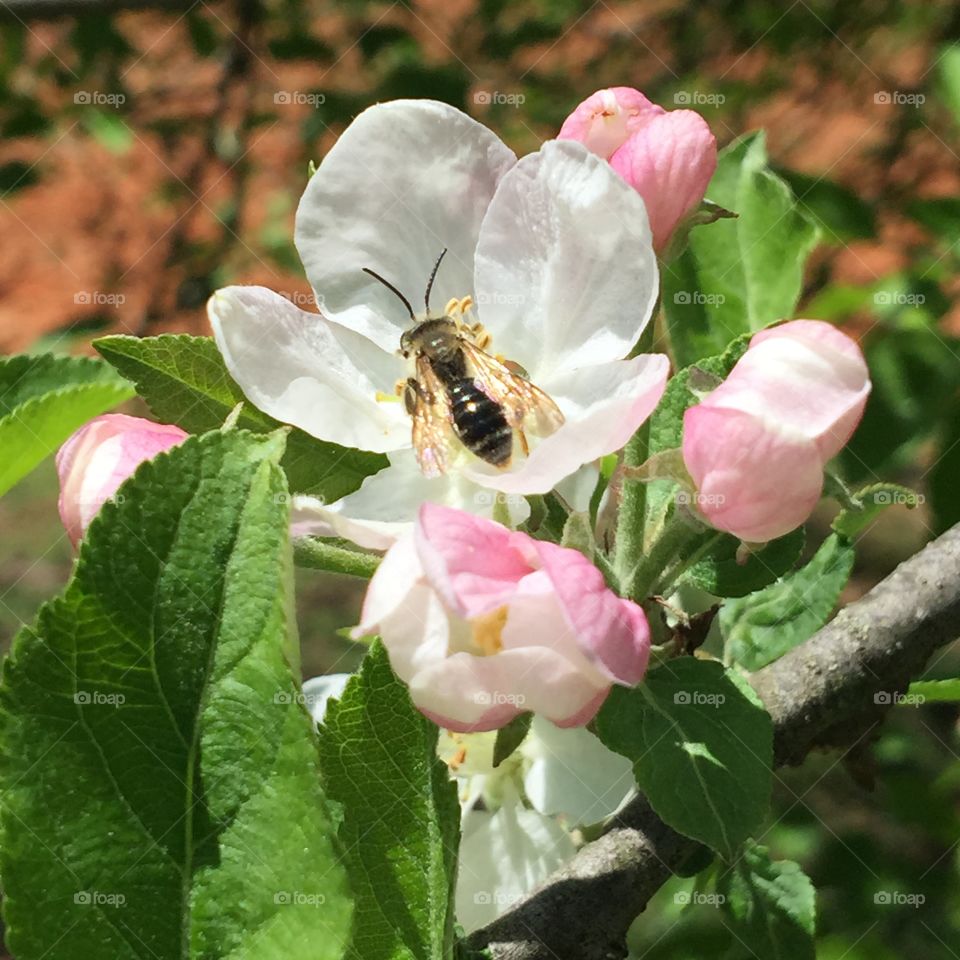 Apple blossom with bee