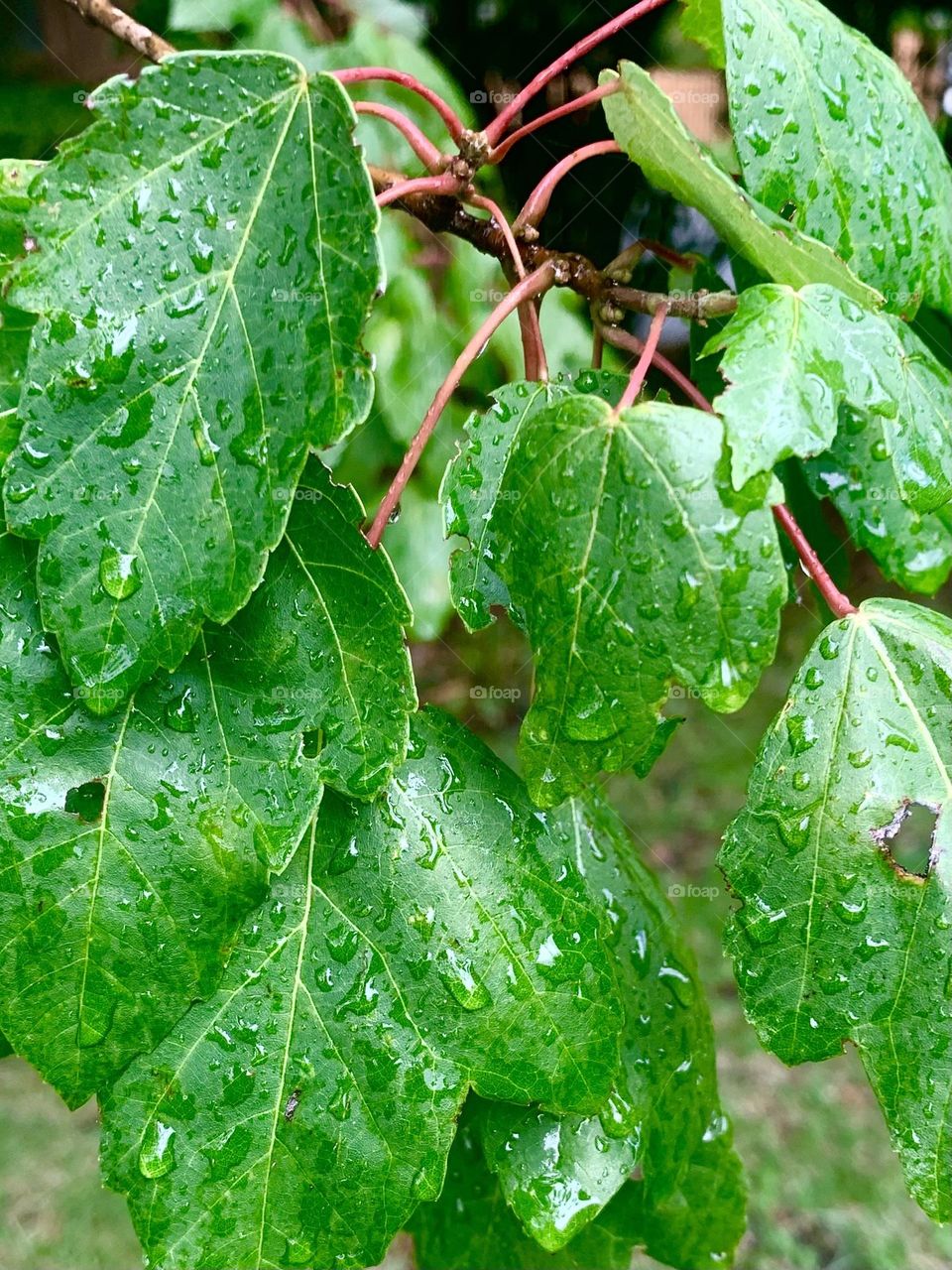 Gentle rain 