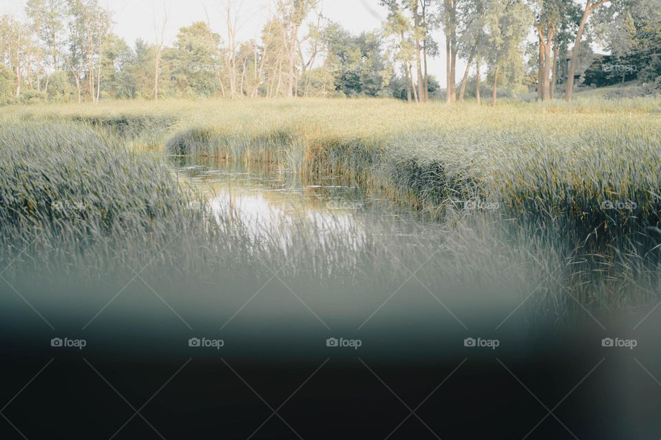 a walk in the park exploring nature in the spring