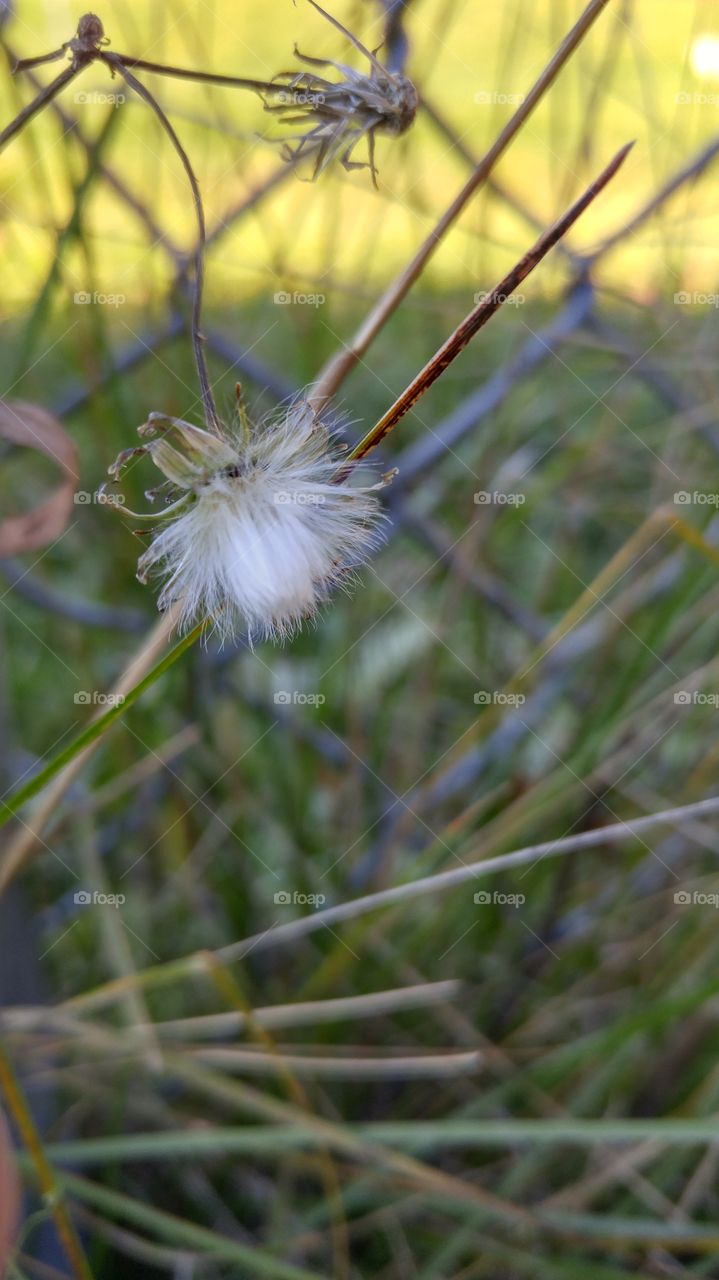 Dandelion in the fence. end of life dandelion entwined in the fence