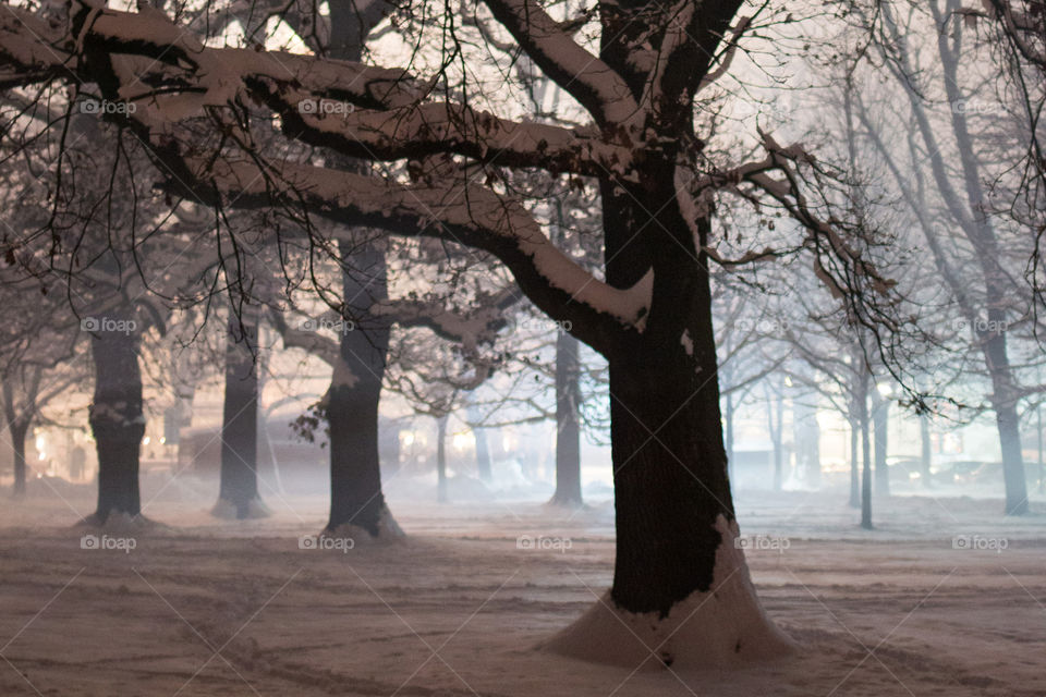 Fog in the snow