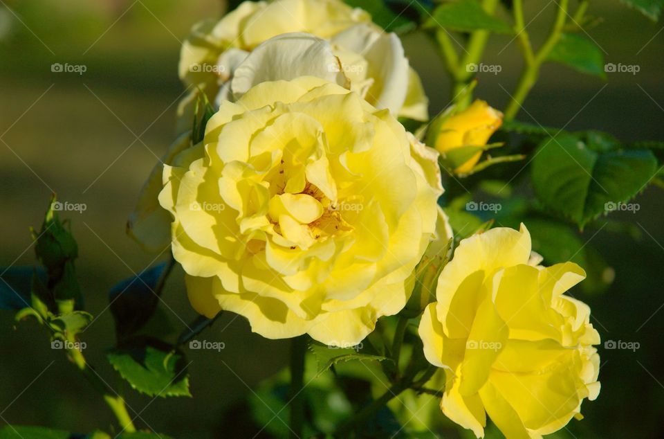 Yellow roses in sunlight.