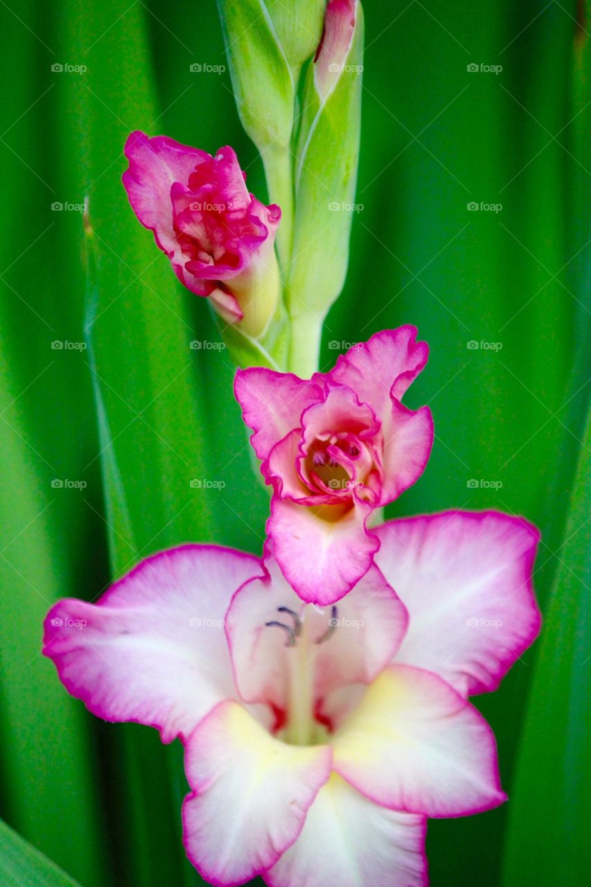 Close-up of pink flower