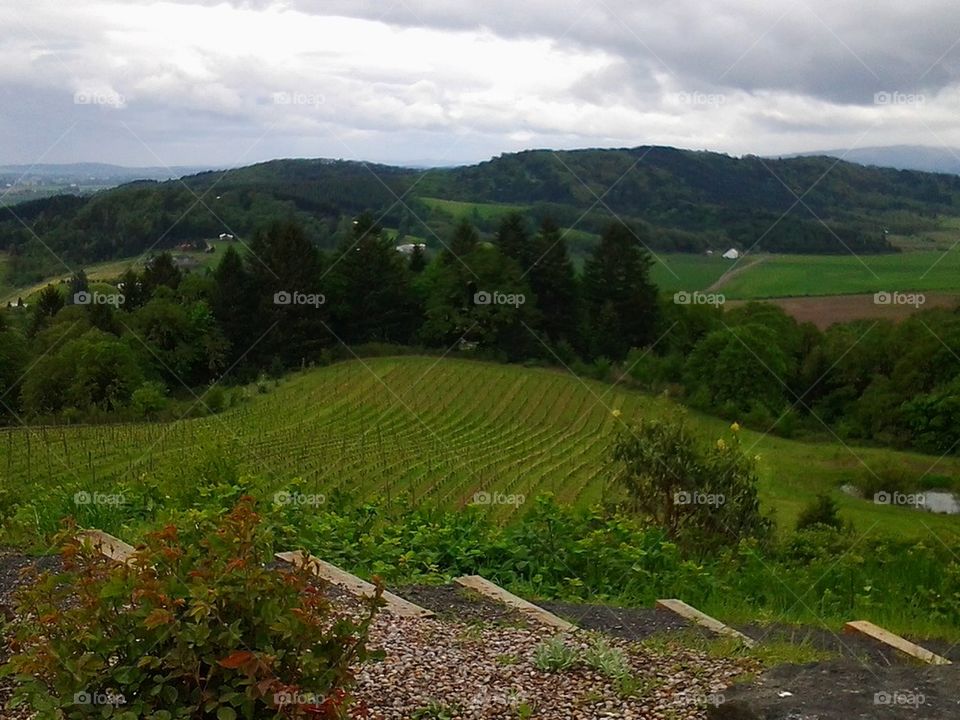 vineyard