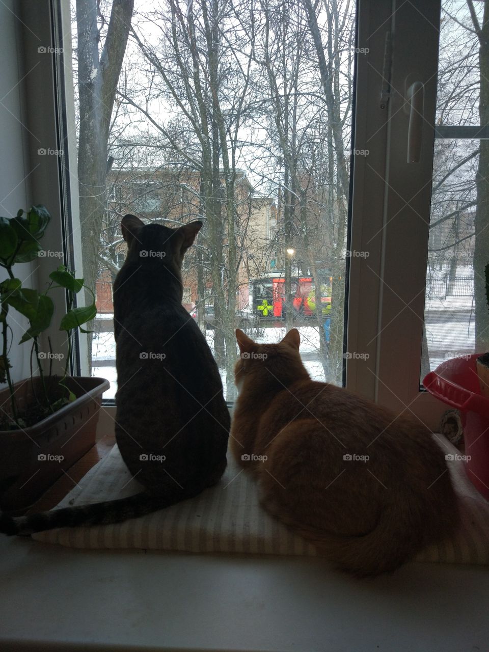 Cats by the window