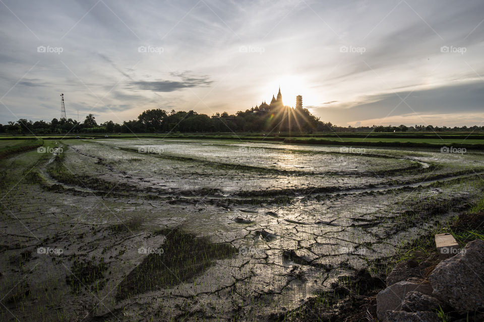 Sunrise in the farm land and temple 