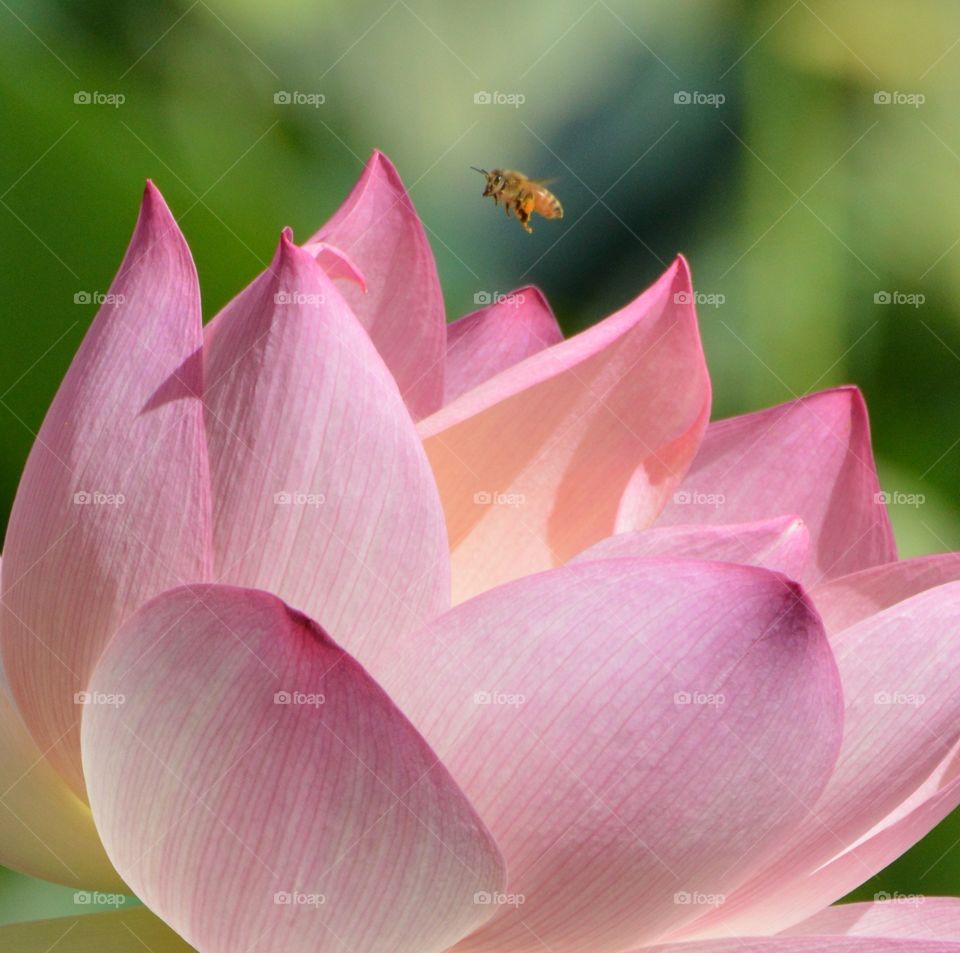 plant life, lotus flower being pollinated by a bee