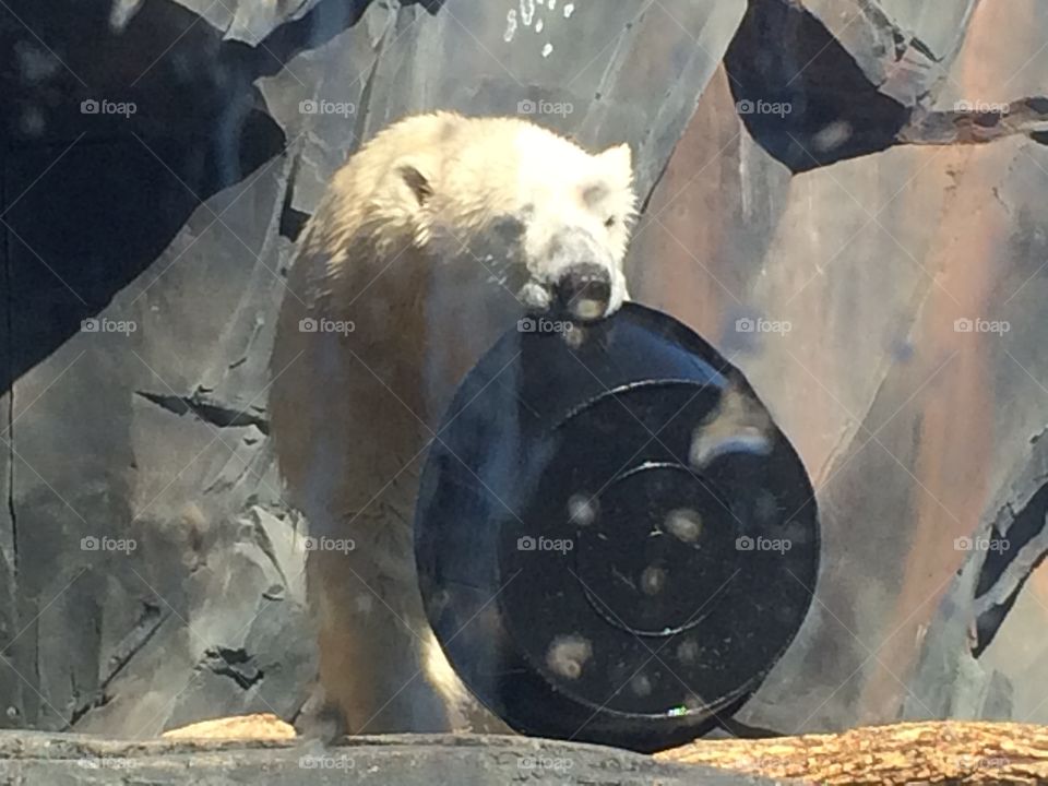 Polar bear at the zoo