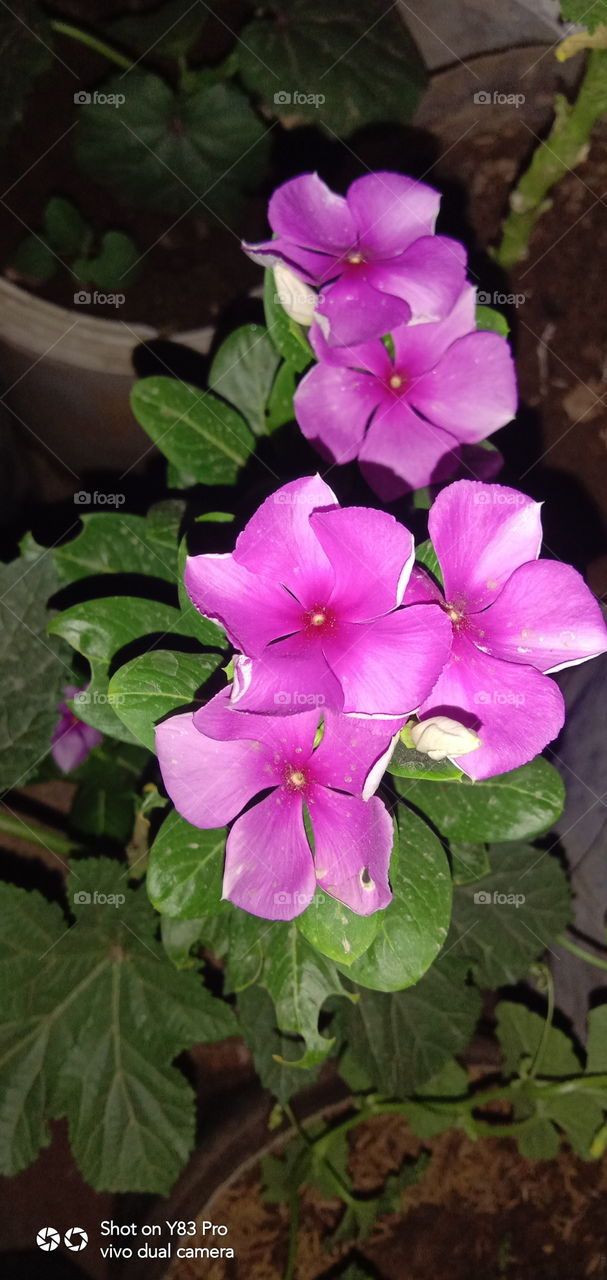 #foap #infoapartemen #foapjuly18 #foapaug18 #foapfeb18 #foapapril17 #foapers #foapjune18 #fotografoaprendiz #sfoapprentices #foaper #infoapartment #foapmission #foapmay18 #foapapr18 #foapit #infoaplikasipaytren #infoapple #foapom #foapjan19 #infoapp 