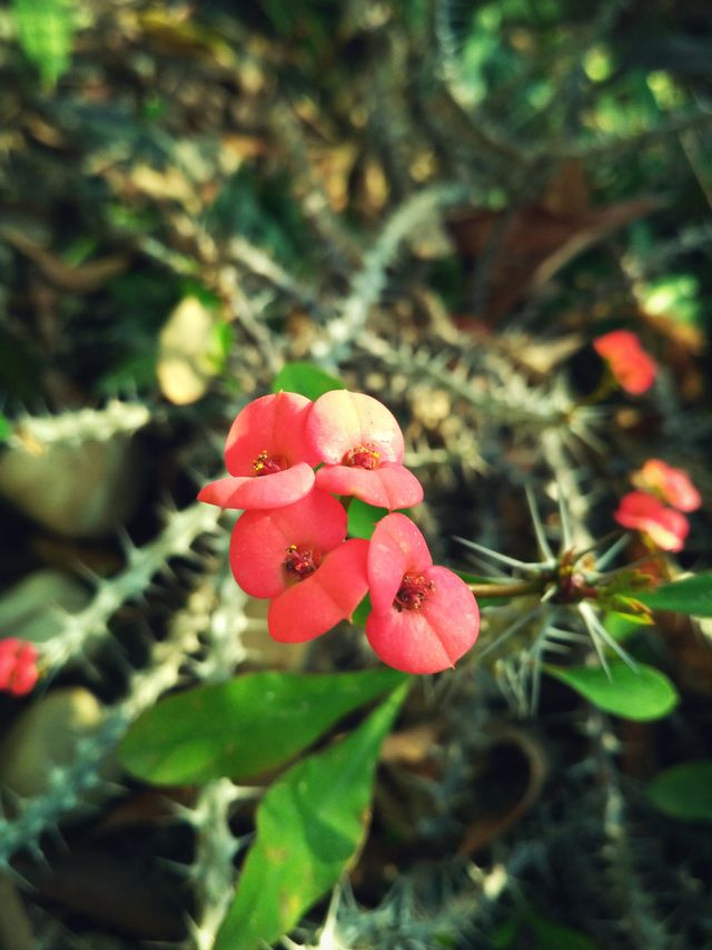 Red Flower Cactus