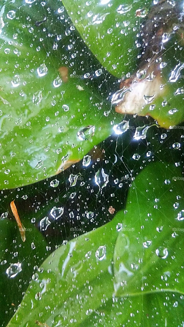Raindrops on a Spiderweb