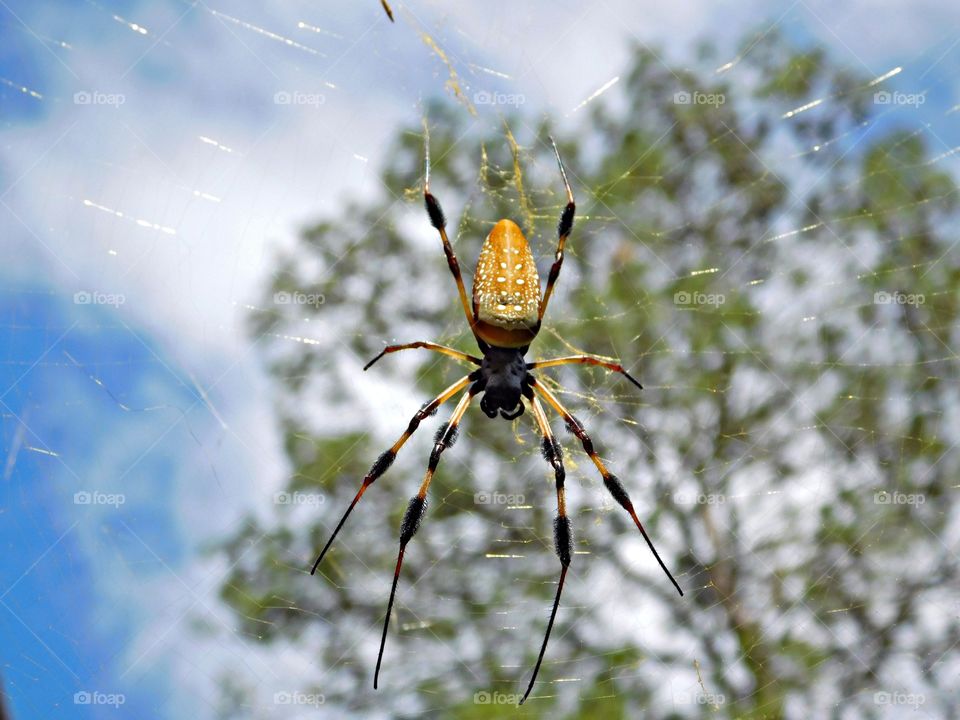 Spider in his web  - FOCUS: This is where you tell your camera which sort of focusing strategy you want to apply, so that it can make the best decisions on how to track and follow focus on your subject