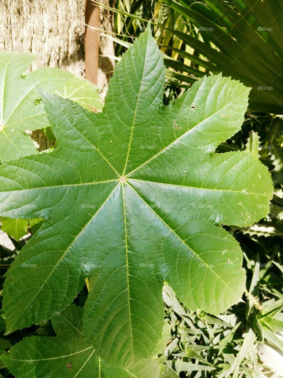 green 🍃 leaf