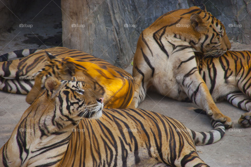 THE BENGAL TIGERS IN PATTAYA THAILAND