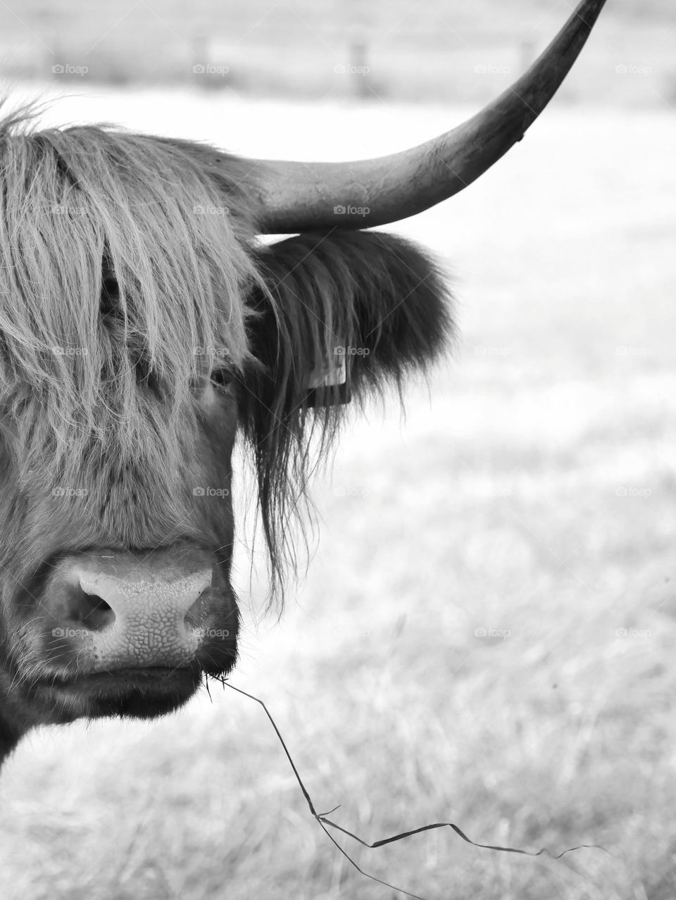 West Highland cattle