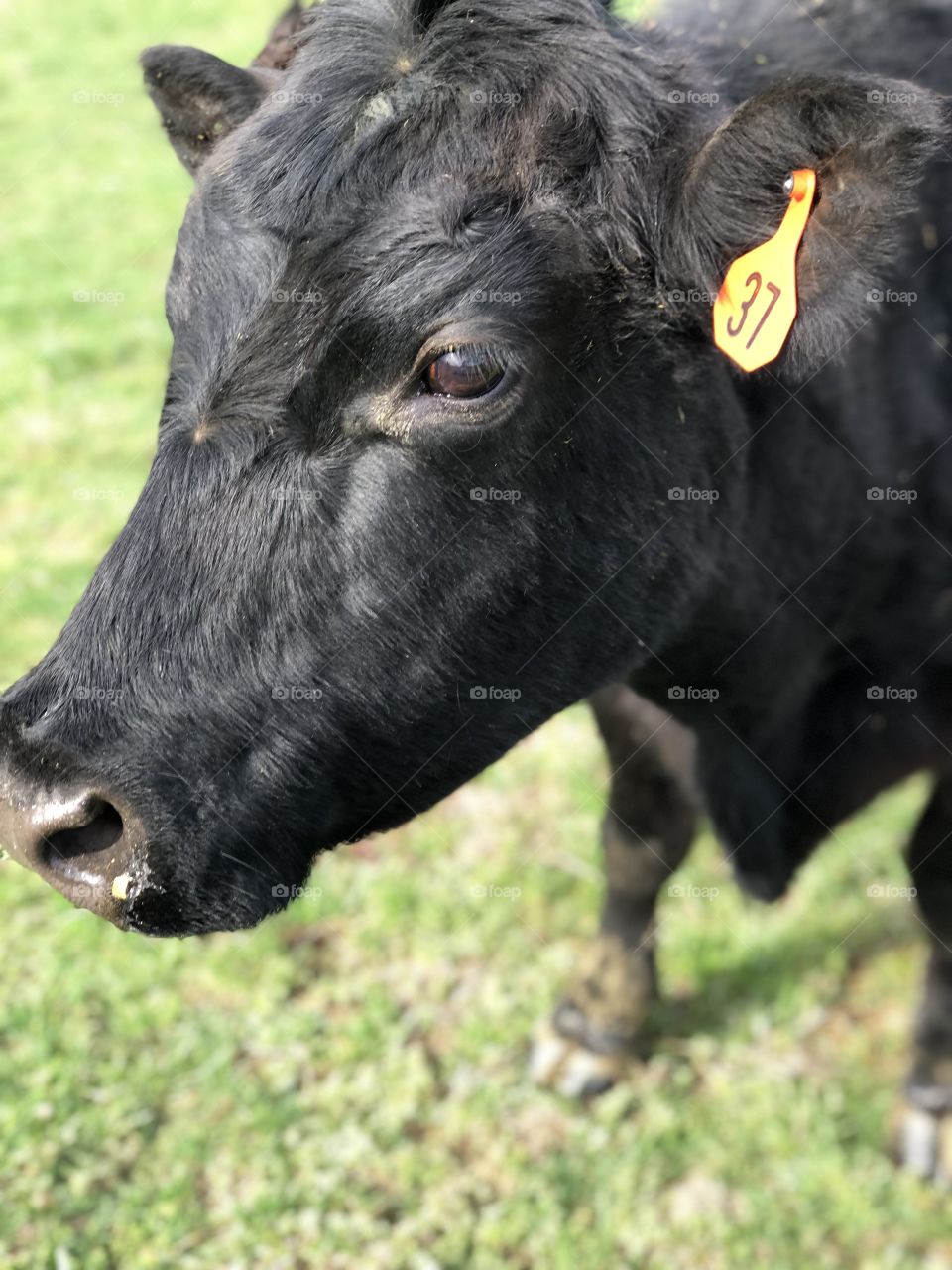 This is #37 the oldest cow on my grandparents farm. She is so friendly and will allow anyone to pet her.