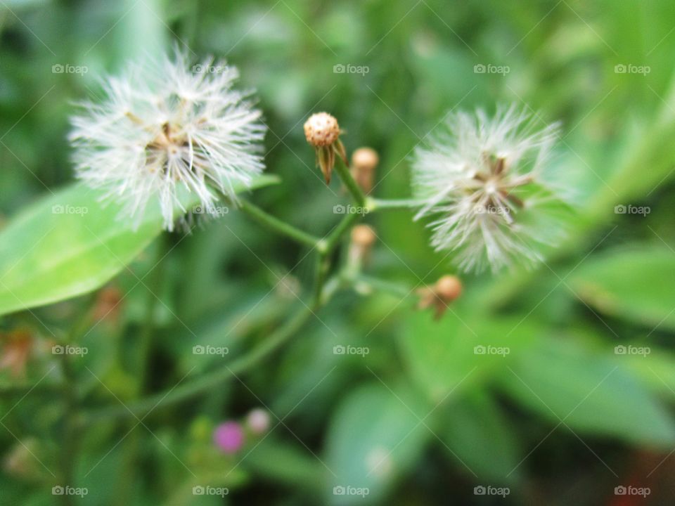 Beautiful macro shots