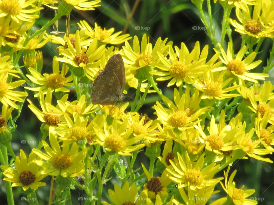 Summer time Wild flower meadow