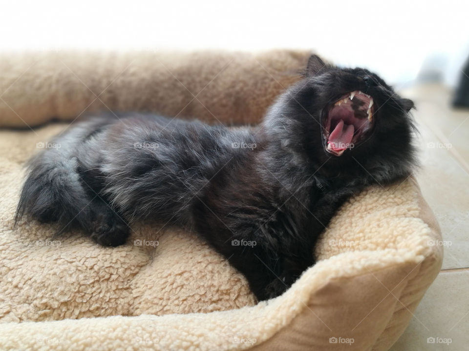 Cat laying down and yawning in bed