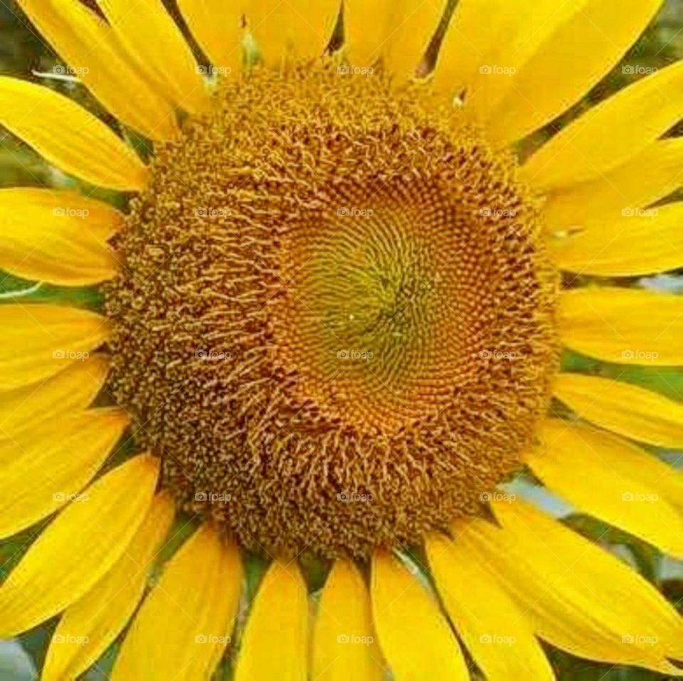 beautiful and attractive flowers in the farm.