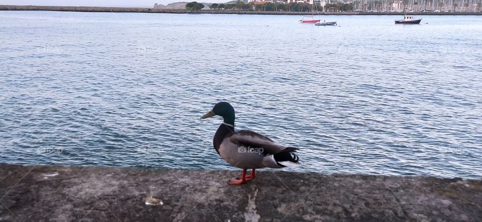 Camino,camino,camino, hora de pasear...