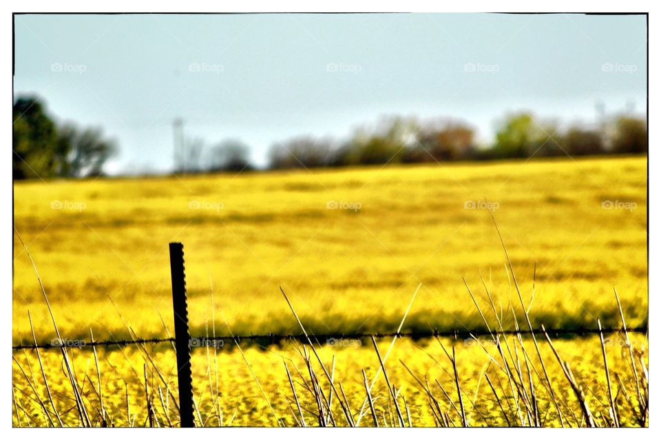 Canola at its start