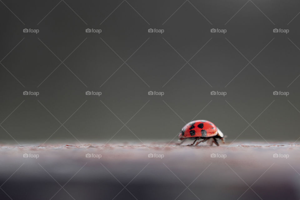 Close-up of a ladybug