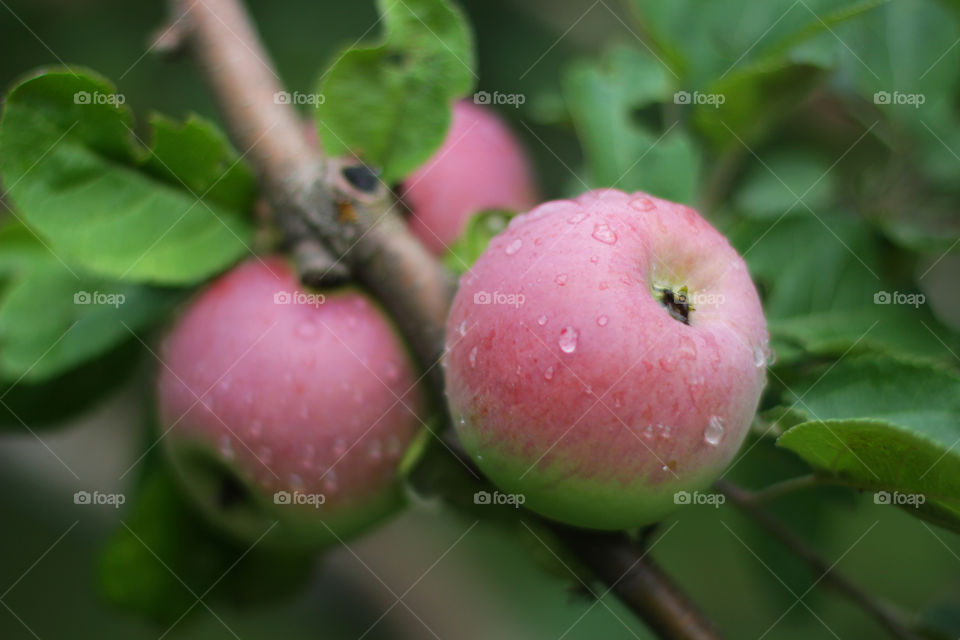 Apple after rain 