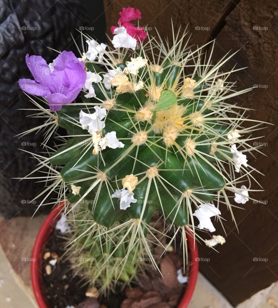 Wind-decorated Cactus