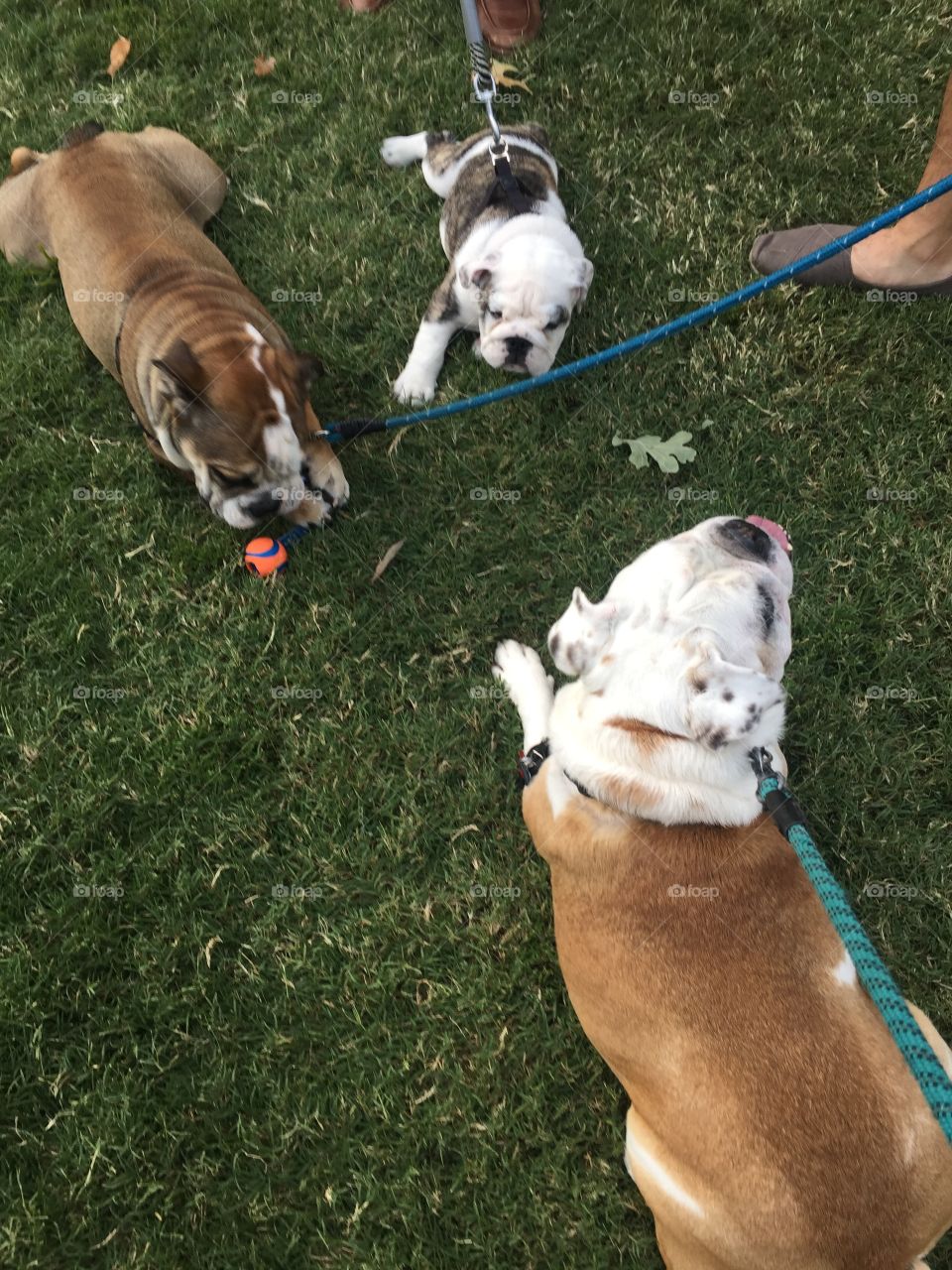 These three lazy bulldogs plopped right down into the grass. 