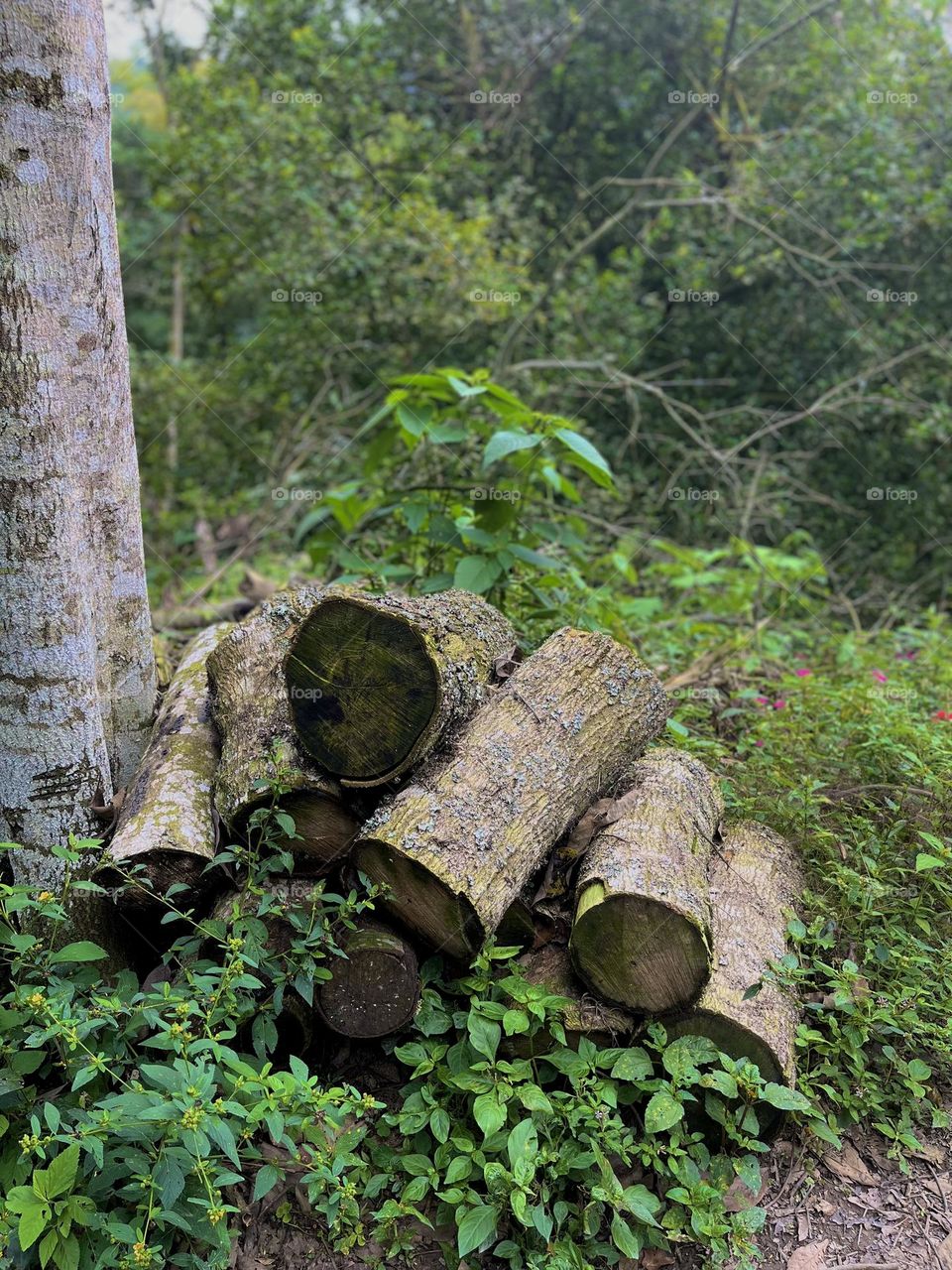Wood at the middle of the forest