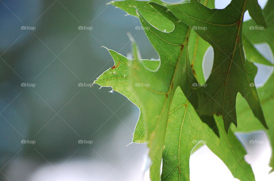 Close-up of leaf