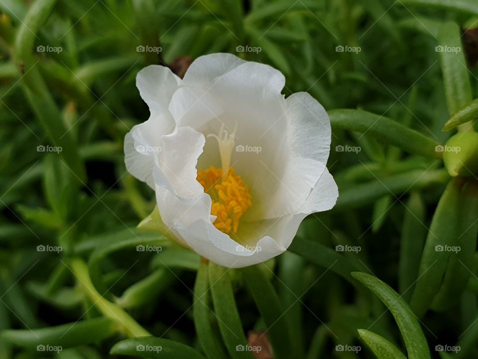 the Portulaca Grandiflora