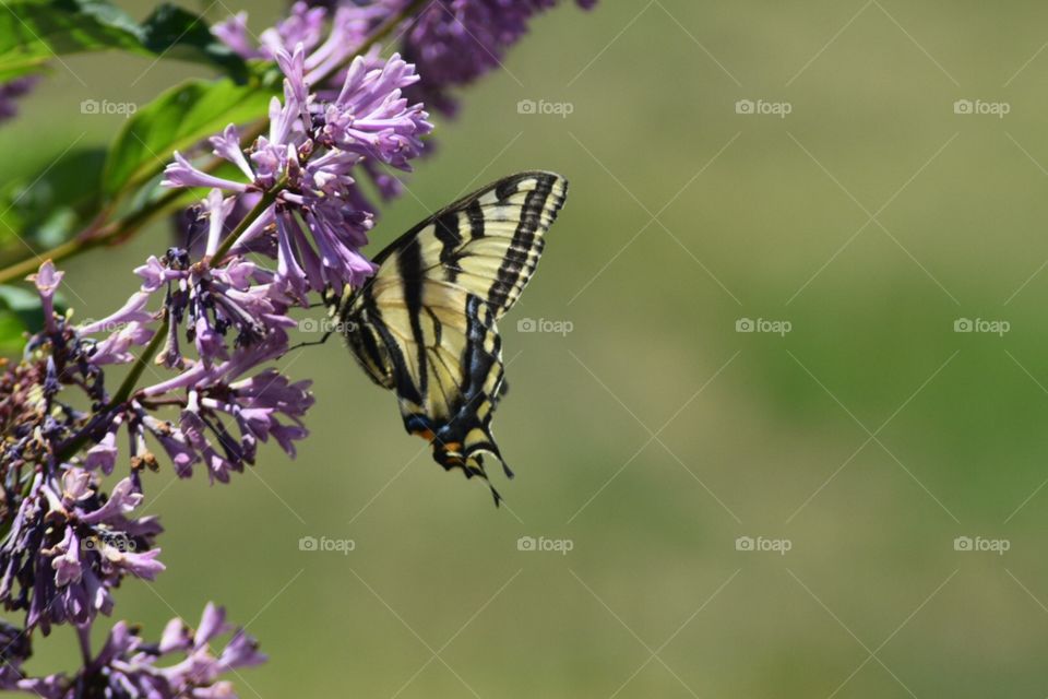 Lilacs and a butterfly
