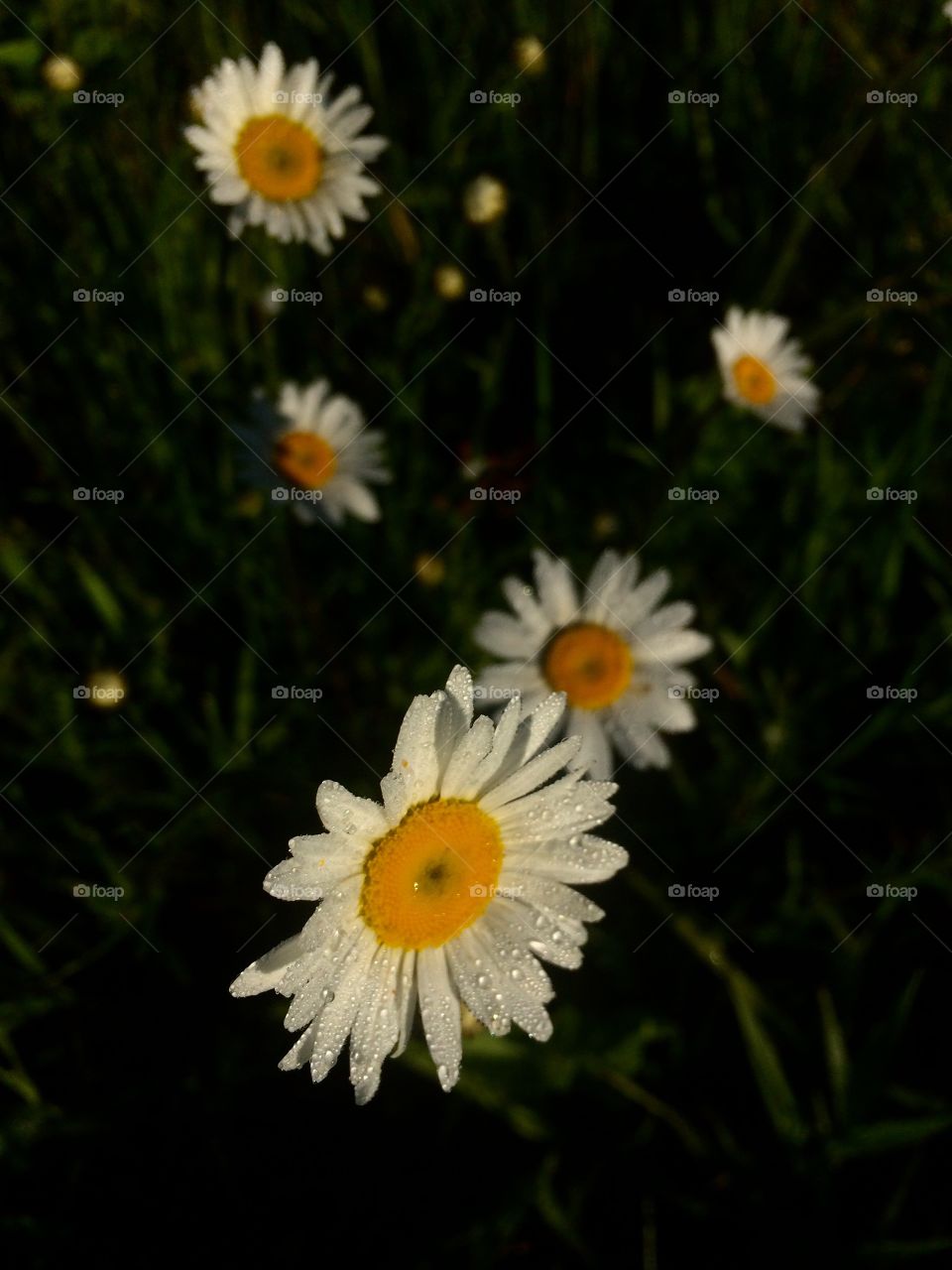 Daisies