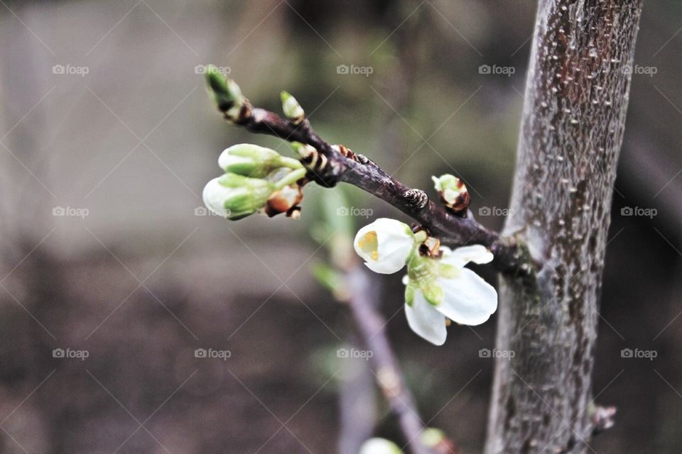 Blossom of a plum tree. 