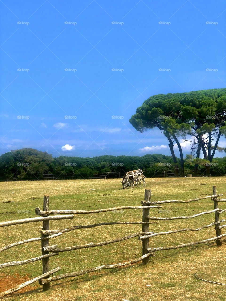 Zebras on Briuns, Croatia 📍