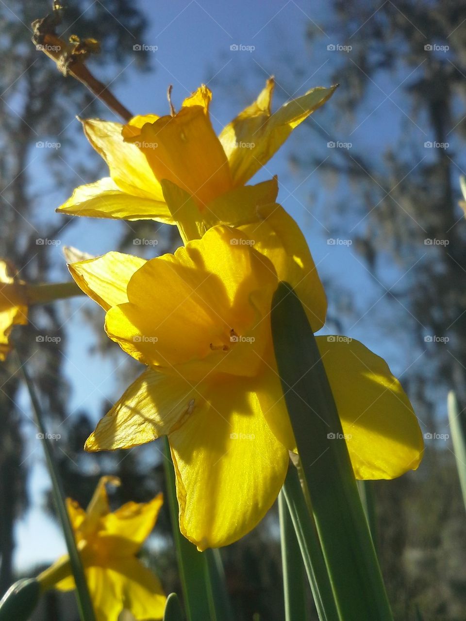 Double Daffodils
